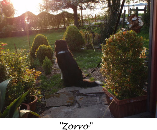 "Zorro"